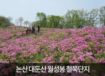 대둔산 철쭉제